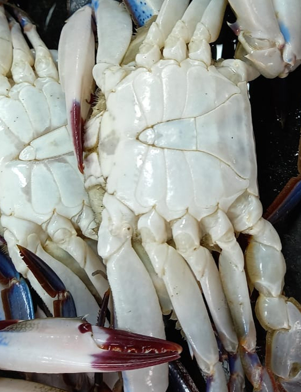 Crab Crab